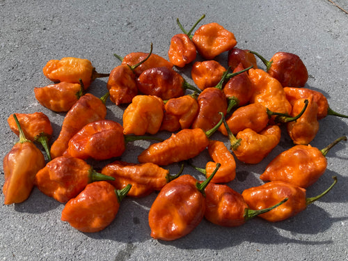 Orange Sharknado (Blushed) (T-E)(Pepper Seeds)