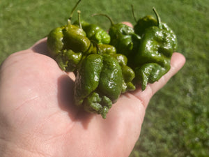 Green GhostScorpion T-E (Limited)(Pepper Seeds)