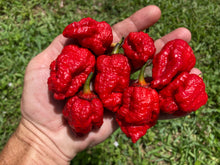Load image into Gallery viewer, MedullaGum (Pepper Seeds)
