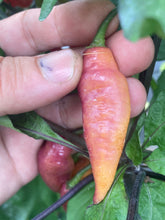 Load image into Gallery viewer, Pink Wendigo (T-E) (Pepper Seeds)