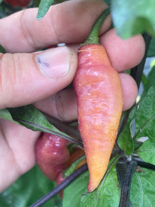 Pink Wendigo (T-E) (Pepper Seeds)