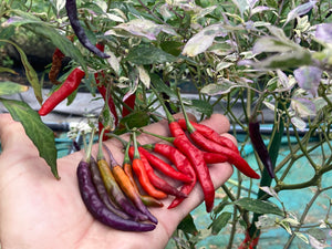 Daywalker (T-E) (Pepper Seeds)