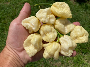 KrémNine (T-E)(Pepper Seeds)