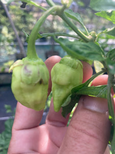 Morangum XLP (Pepper Seeds)