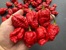 Load image into Gallery viewer, MedullaGum (Pepper Seeds)