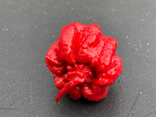 Load image into Gallery viewer, 7 Pot Primo Red (Pepper Seeds)