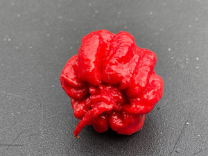 7 Pot Primo Red (Pepper Seeds)