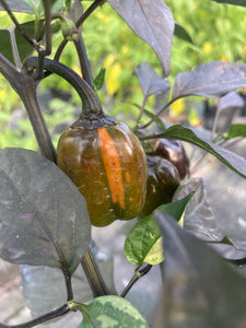 Bryan’s Emperor Blood (Pepper Seeds)