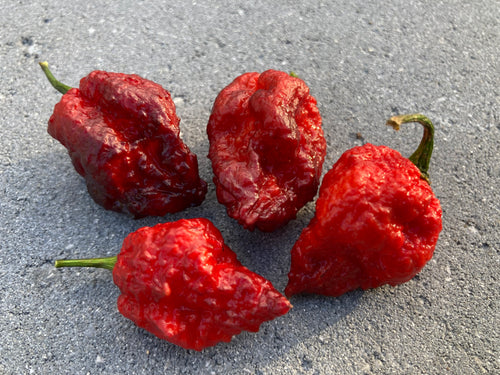 Borg 9 Purple Red (Pepper Seeds)