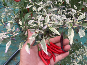 Daywalker (T-E) (Pepper Seeds)