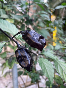 PurpleGum Black Cream (Pepper Seeds)