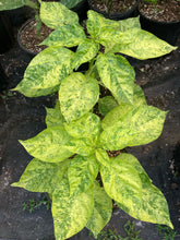 Load image into Gallery viewer, Ninfadora (Pepper Seeds)