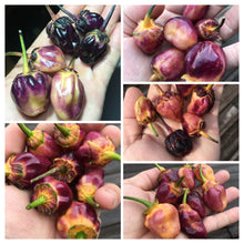 Load image into Gallery viewer, MAMP BerryGum Mix (Pepper Seeds)
