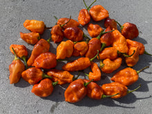 Load image into Gallery viewer, Orange Sharknado (Blushed) (T-E)(Pepper Seeds)