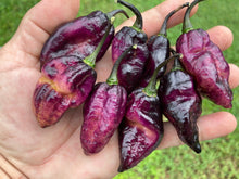 Load image into Gallery viewer, Pandora’s Box Pimenta Jolokia/PJ Mix (Pepper Seeds)