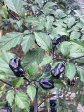 Load image into Gallery viewer, PurpleGum Black Cream (Pepper Seeds)