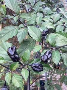 PurpleGum Black Cream (Pepper Seeds)