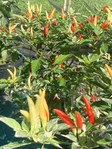 Hot Pallet (Pepper Seeds)