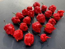 Load image into Gallery viewer, 7 Pot Brainstrain Red (Pepper Seeds)