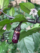 Load image into Gallery viewer, PurpleGum Black Cream (Pepper Seeds)