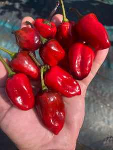 Bryan’s Vulcan Blood (Pepper Seeds)