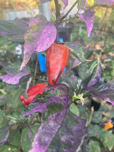 Naraka Variegated (VSRP Poblano (Pepper Seeds)