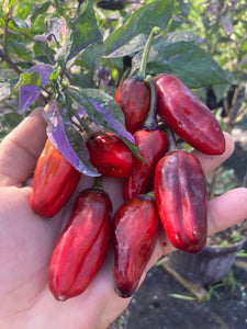 Bryan’s Klingon Blood (Pepper Seeds)