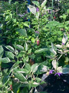 Thunder Nugs (Pepper Seeds)