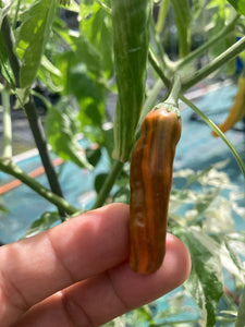 Tiger Thunder (Pepper Seeds)