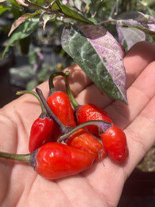 Trixster Red (Pepper Seeds)