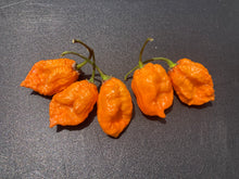 Load image into Gallery viewer, Douglah Orange XL (Pepper Seeds)