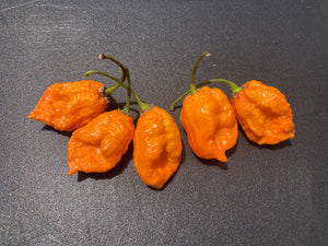 Douglah Orange XL (Pepper Seeds)