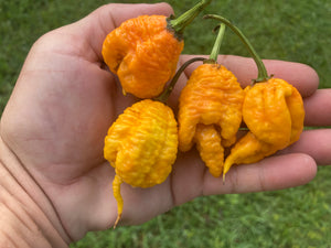 7 Pot Primo Orange (Pepper Seeds)