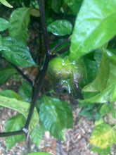 Load image into Gallery viewer, Purple Uprising Yellow (Pepper Seeds)