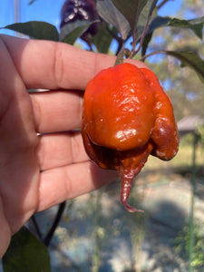 Voltron Caramel (T-E)(Pepper Seeds)