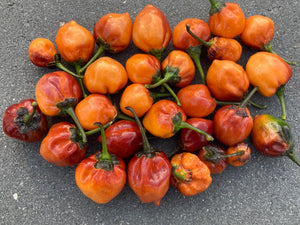 Purplegum Orange Blushed (Pepper Seeds)