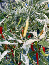 Load image into Gallery viewer, Intergalactic Red (T-E) (Pepper Seeds)