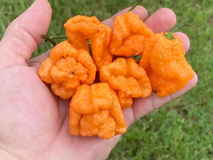 Douglah Orangy (Pepper Seeds)