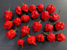 Load image into Gallery viewer, 7 Pot Brainstrain Red (Pepper Seeds)