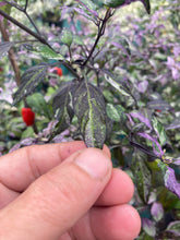 Load image into Gallery viewer, Adele (Pepper Seeds)