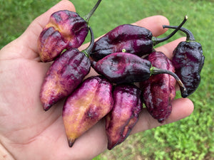 Pandora’s Box Pimenta Jolokia/PJ Mix (Pepper Seeds)