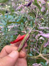 Load image into Gallery viewer, Lost Boys (T-E) (Pepper Seeds)