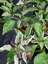 Load image into Gallery viewer, Anunnaki (Pepper Seeds)