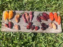 Load image into Gallery viewer, Pandora’s Box Pimenta Jolokia/PJ Mix (Pepper Seeds)