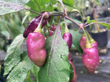 Load image into Gallery viewer, Red Wendigo (T-E) (Pepper Seeds)