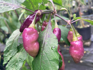 Red Wendigo (T-E) (Pepper Seeds)