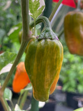 Load image into Gallery viewer, Tiger Anaheim (T-E Mix) (Pepper Seeds)