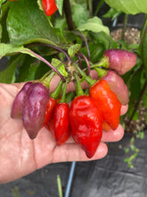 Load image into Gallery viewer, Red Wendigo (T-E) (Pepper Seeds)