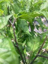 Load image into Gallery viewer, Bhut Jolokia Purple/Peach (Pepper Seeds)