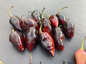 Chuparita Mix) (T-E) (Pepper Seeds)